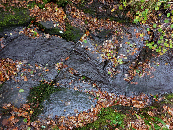 Fallen leaves beside a shallow stream