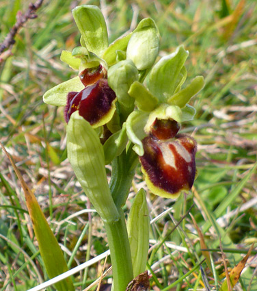Early spider orchid