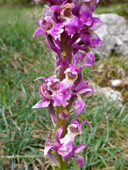 Orchis mascula (early purple orchid), Draycott Sleights, Somerset