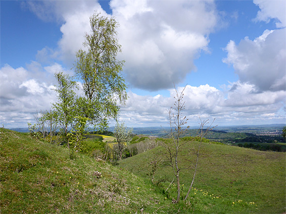 Birch and other trees