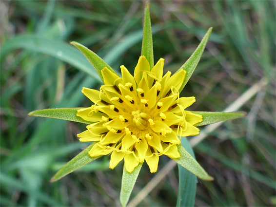 Meadow salsify (tragopogon pratensis), Kilve, Somerset