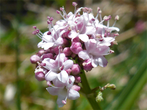 Flower cluster of marsh valerian (valeriana dioica), Bracketts Coppice, Dorset