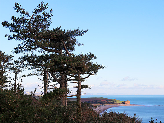 Conifer trees along the coast path