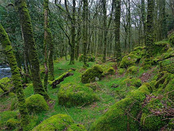 Mossy trees in White Wood