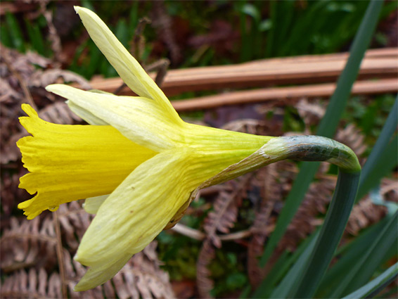 Narcissus pseudonarcissus, wild daffodil, Margaret's Wood Nature Reserve, Monmouthshire