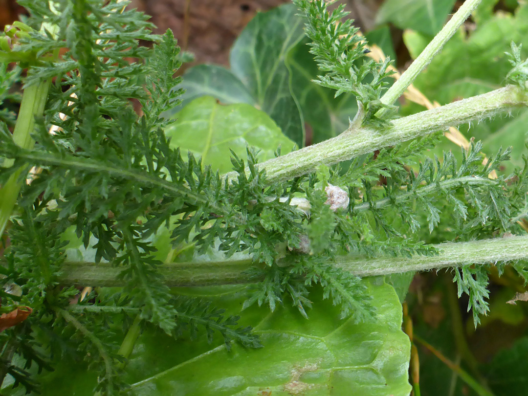 Stems and leaves