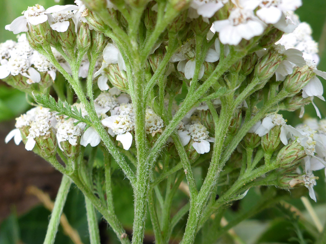 Branched inflorescence