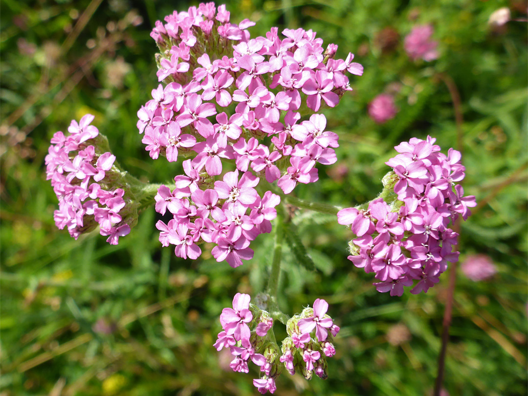 Yarrow