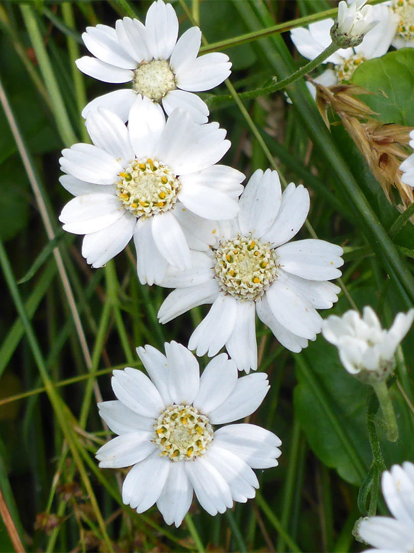 Large flowerheads