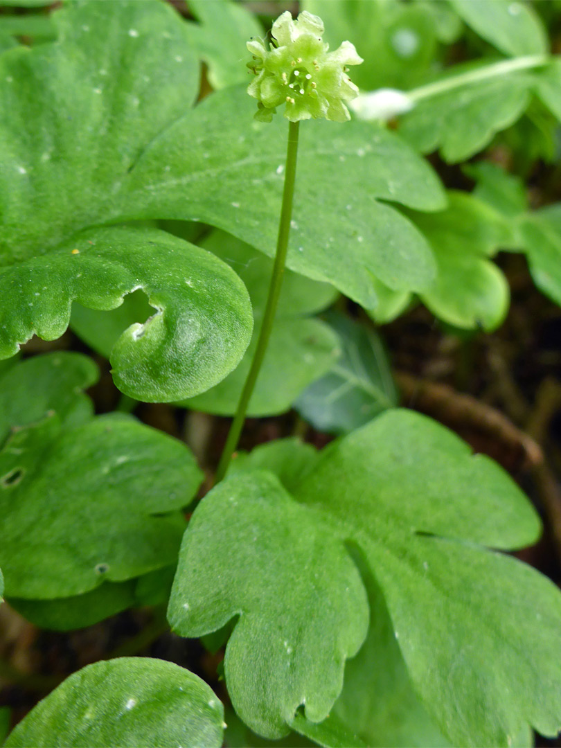 Stalk and leaves