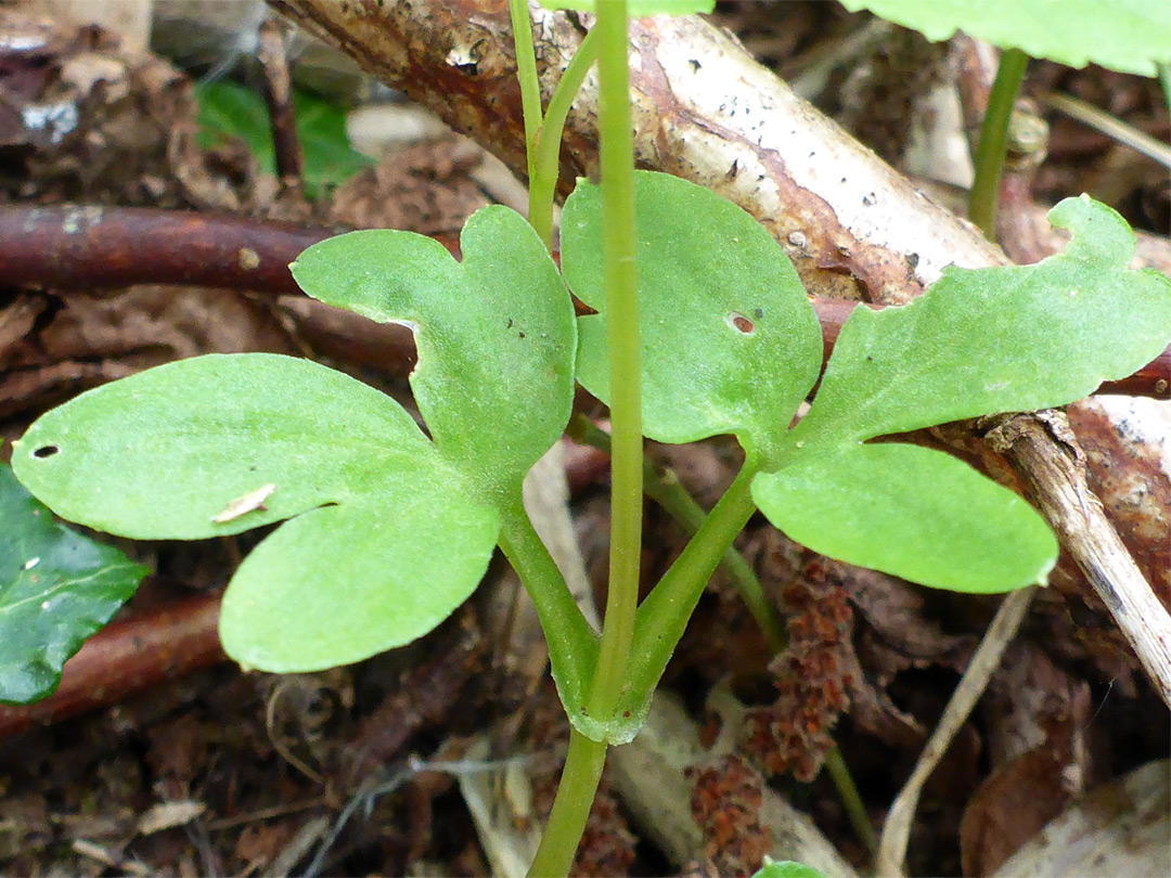 Basal leaves