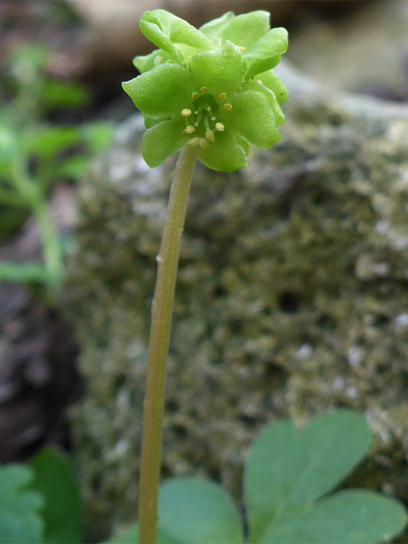 Flowers and stem