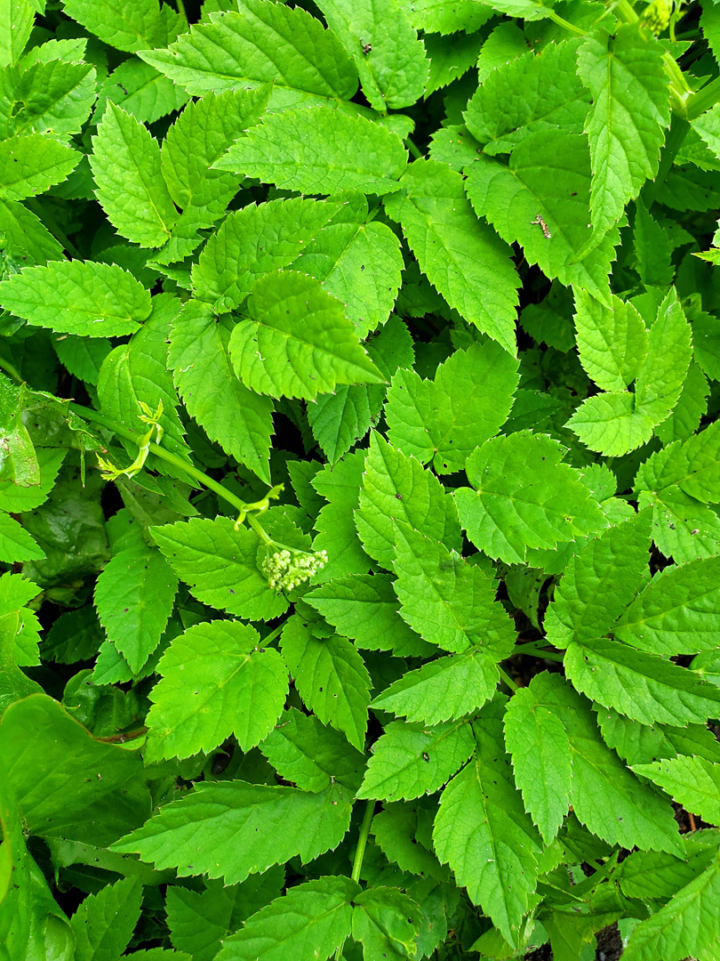 Toothed leaves