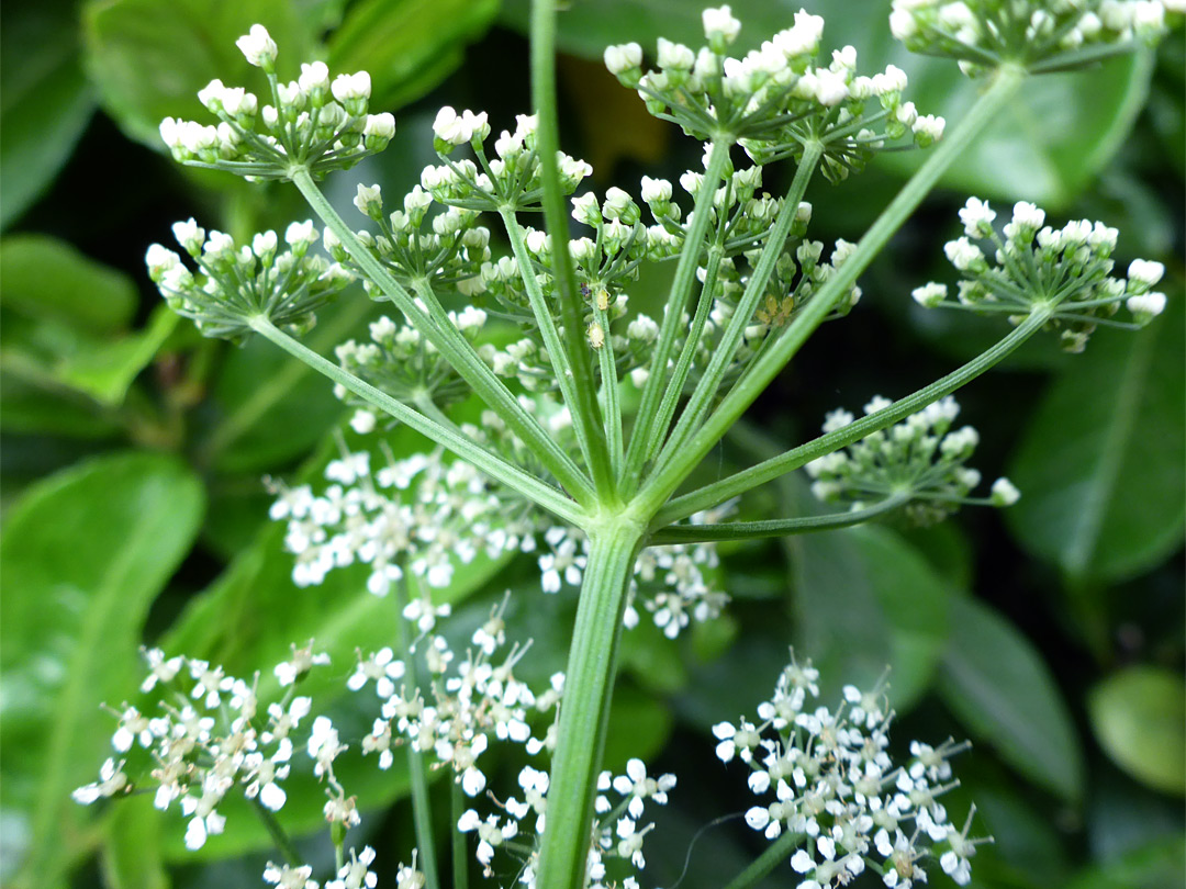 Bractless inflorescence