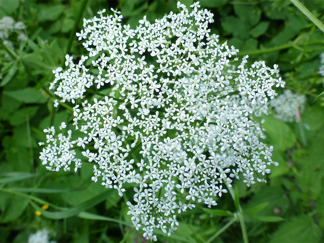 Flat-topped flower cluster