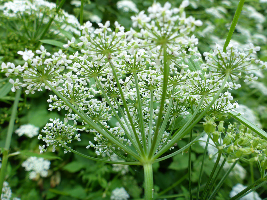 Umbel