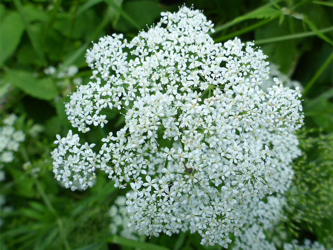 White inflorescence