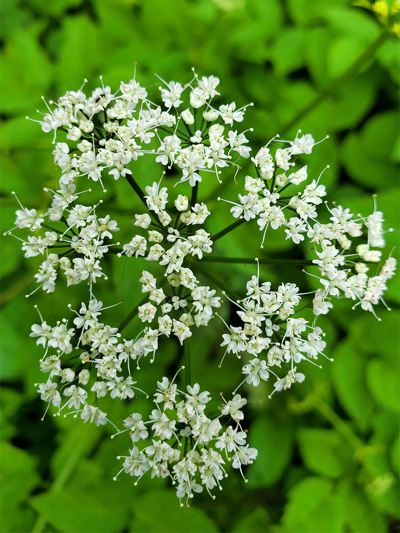 Compound umbel