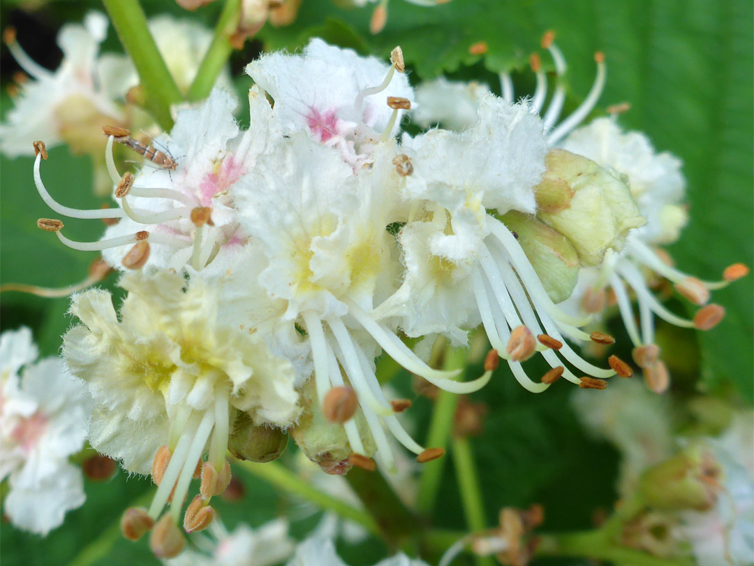 Protruding stamens