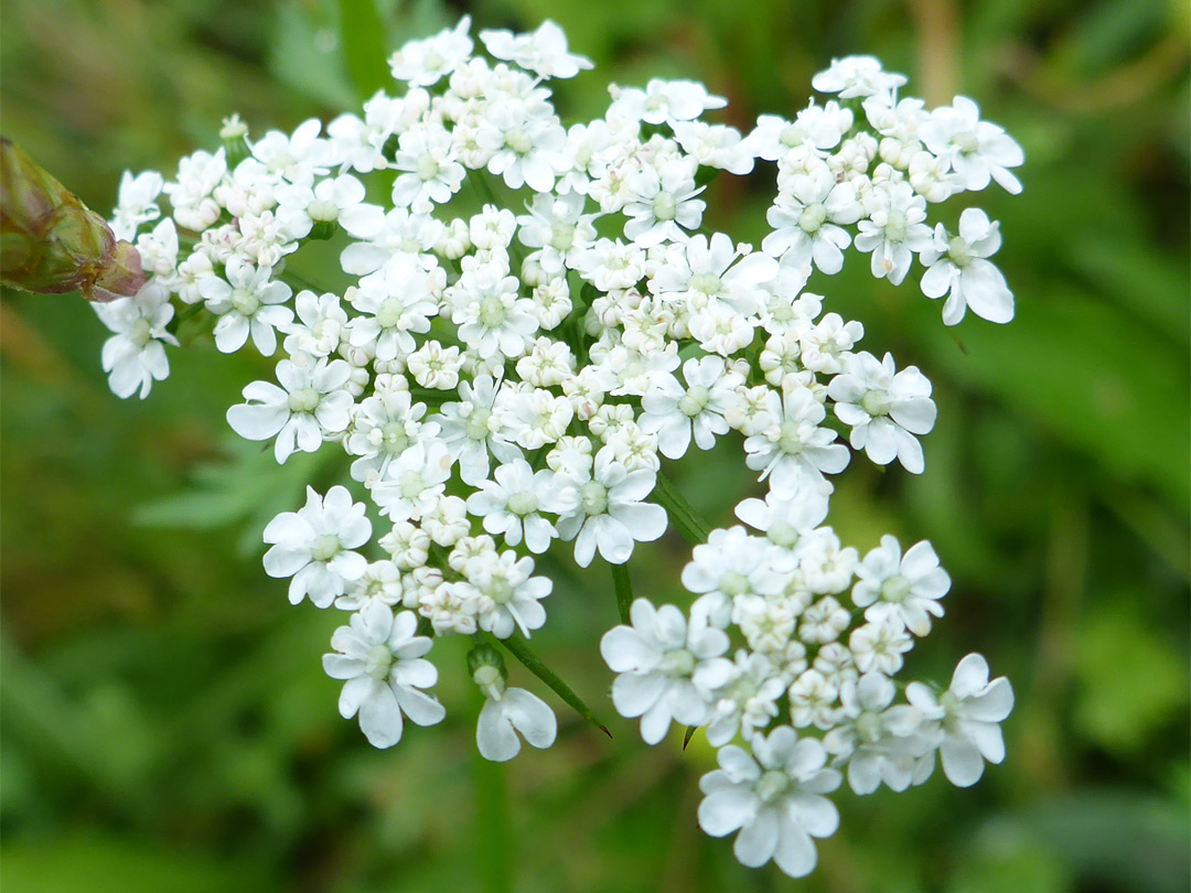 Flat-topped flower cluster