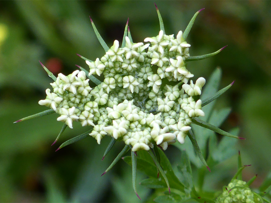 Fool's parsley