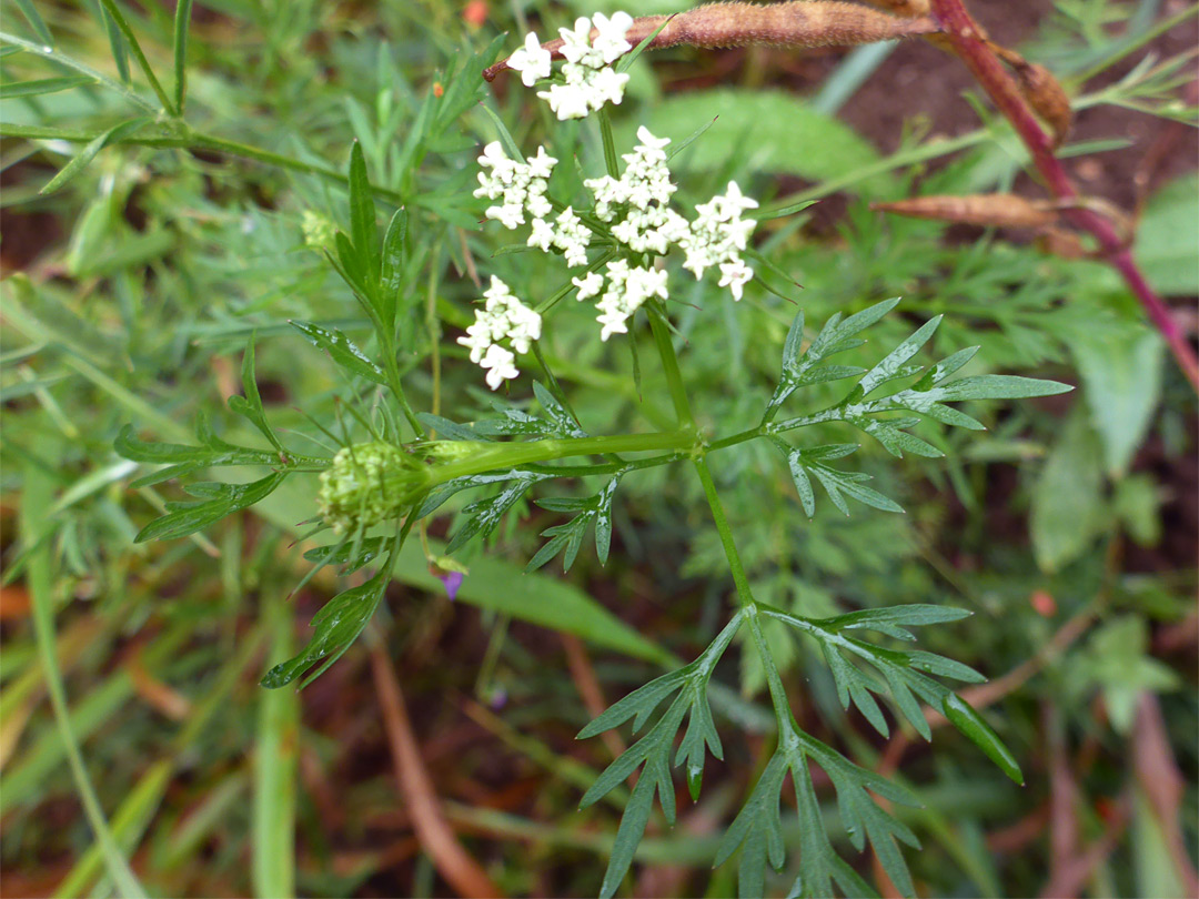 Leaves and flowers