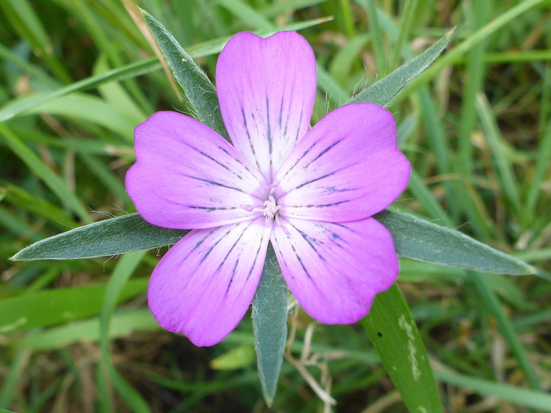 Pink and white flower