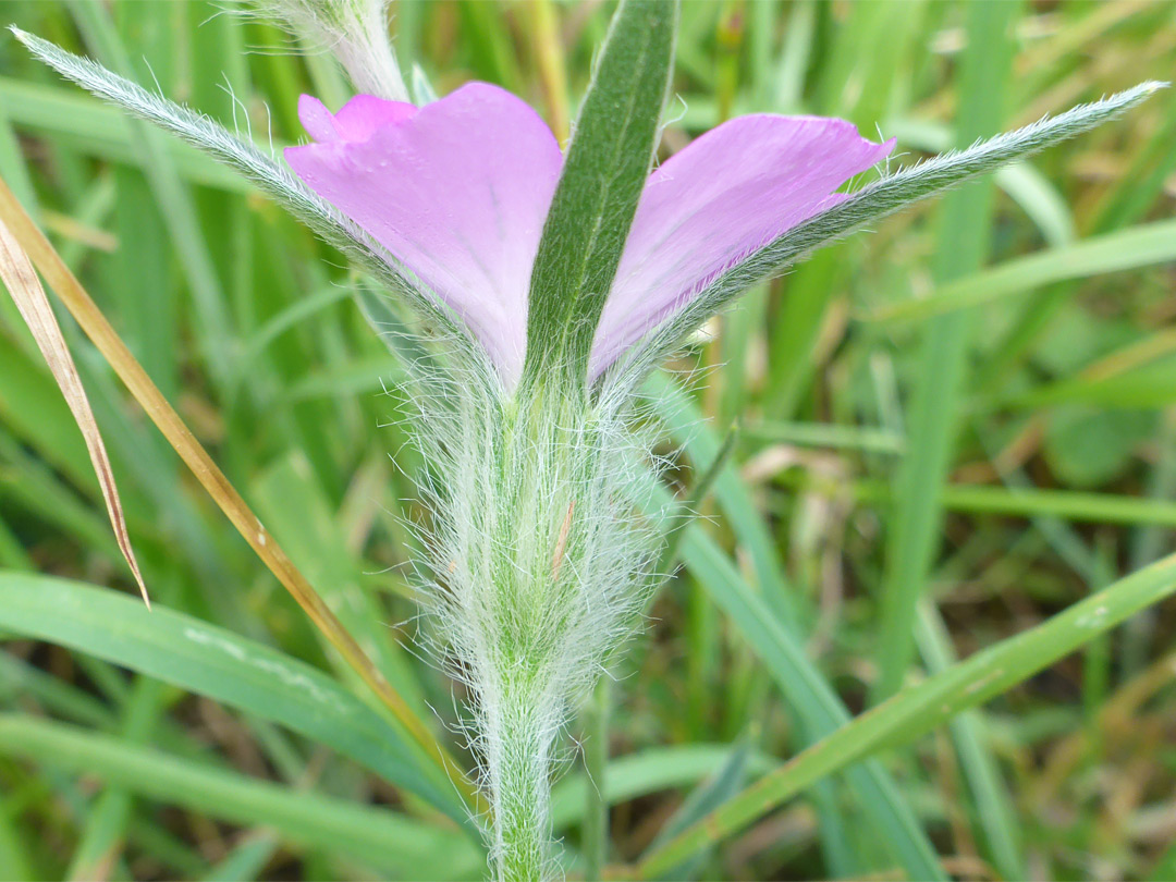 Hairy sepals