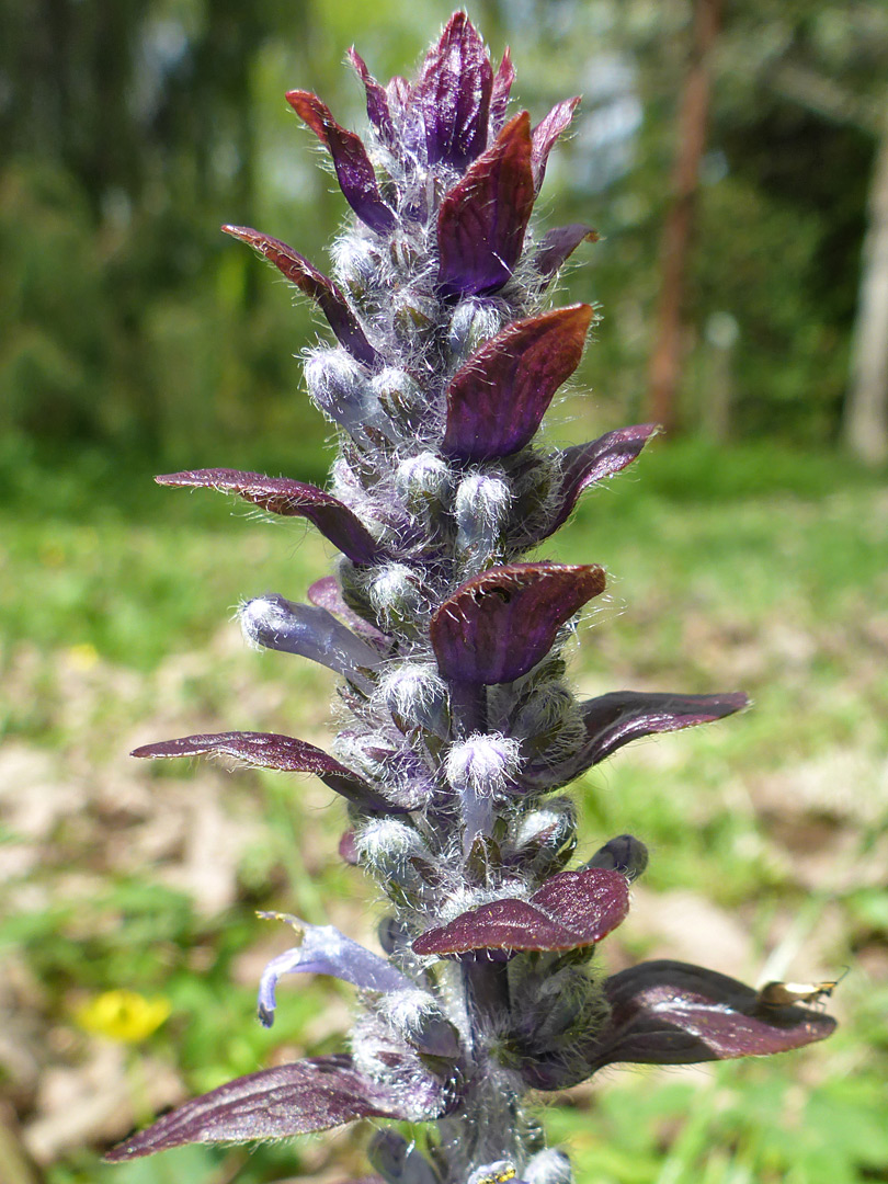 Hairy buds