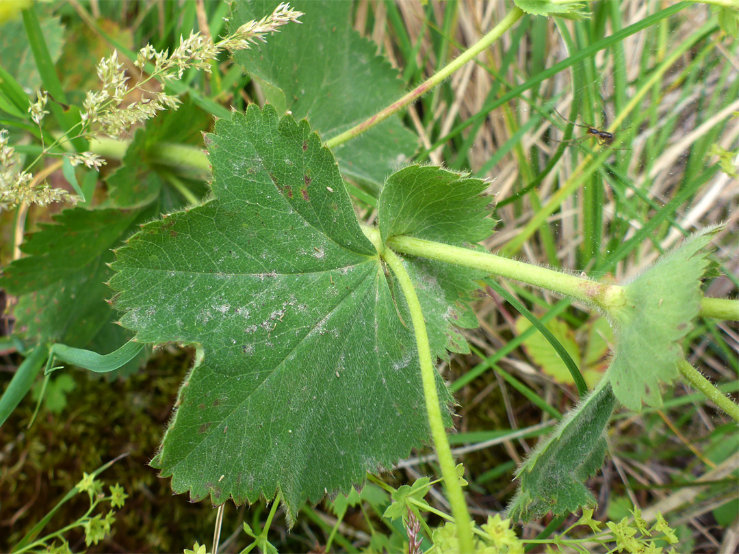 Shallowly lobed leaf