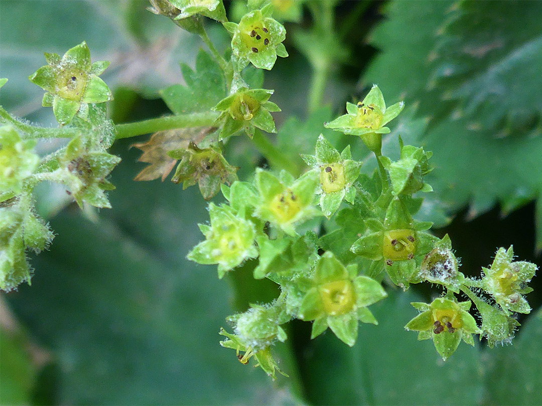 Greenish-yellow flowers