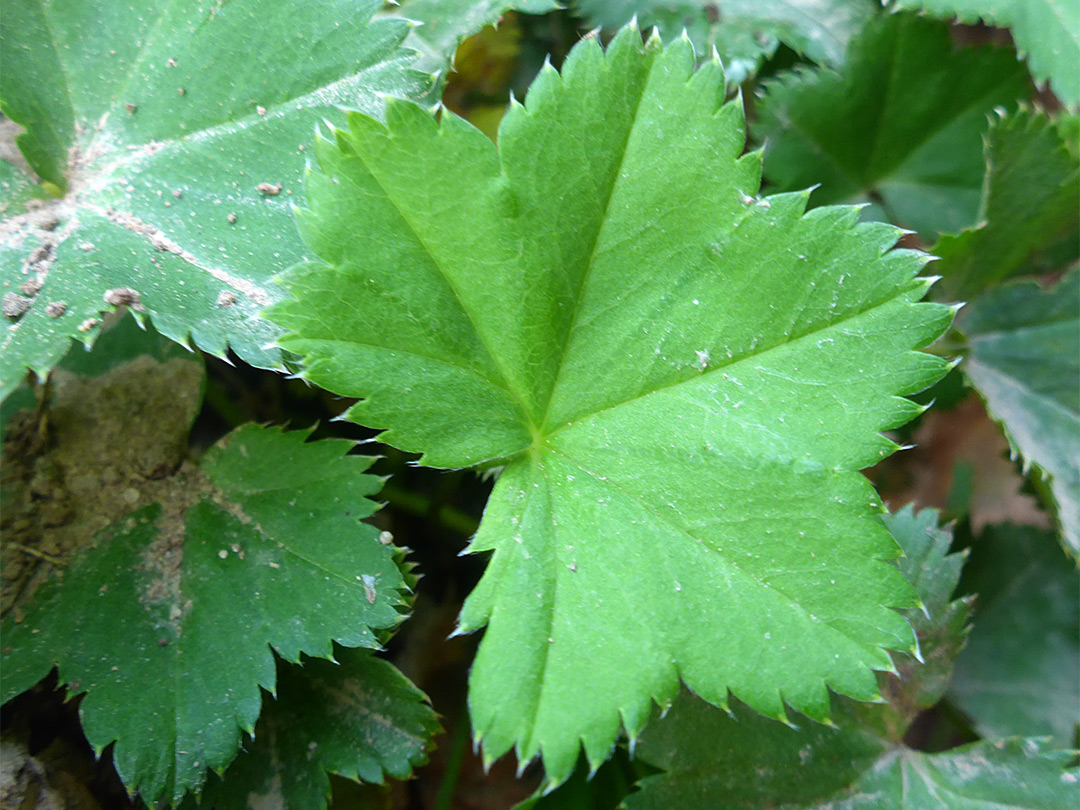 Shallowly lobed leaf