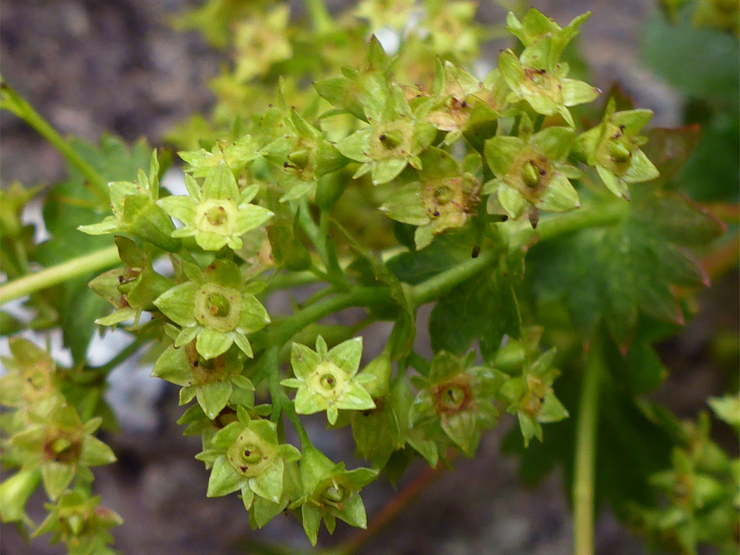 Greenish-yellow flowers