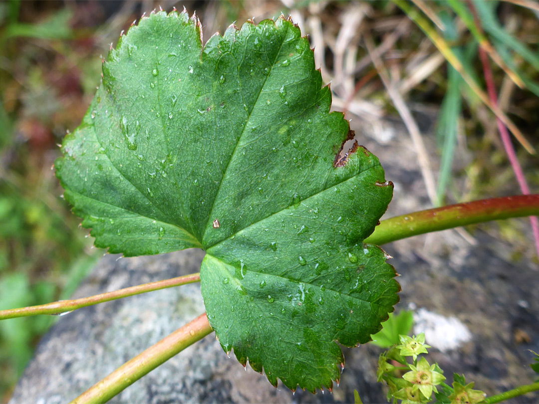 Toothed leaf