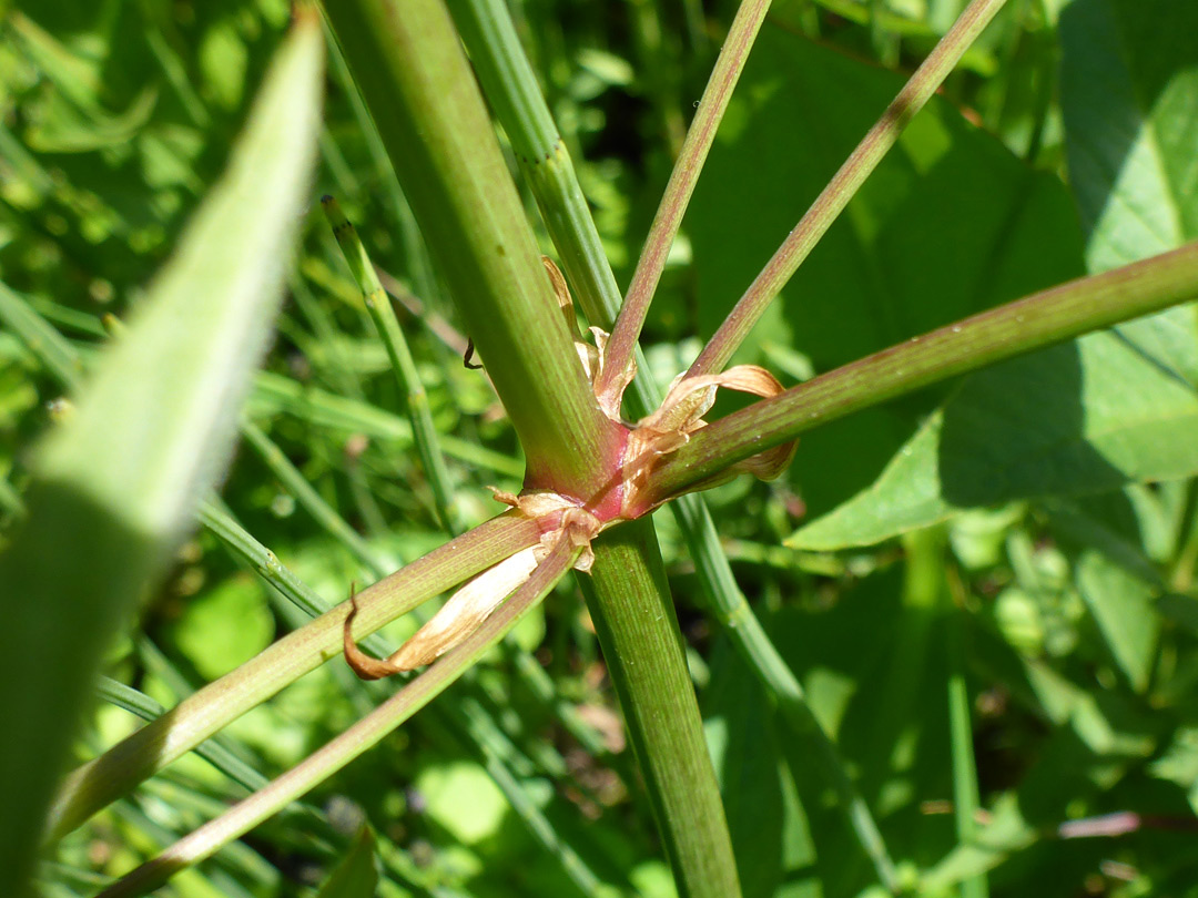 Stem node