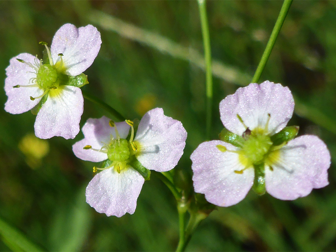 Water-plantain