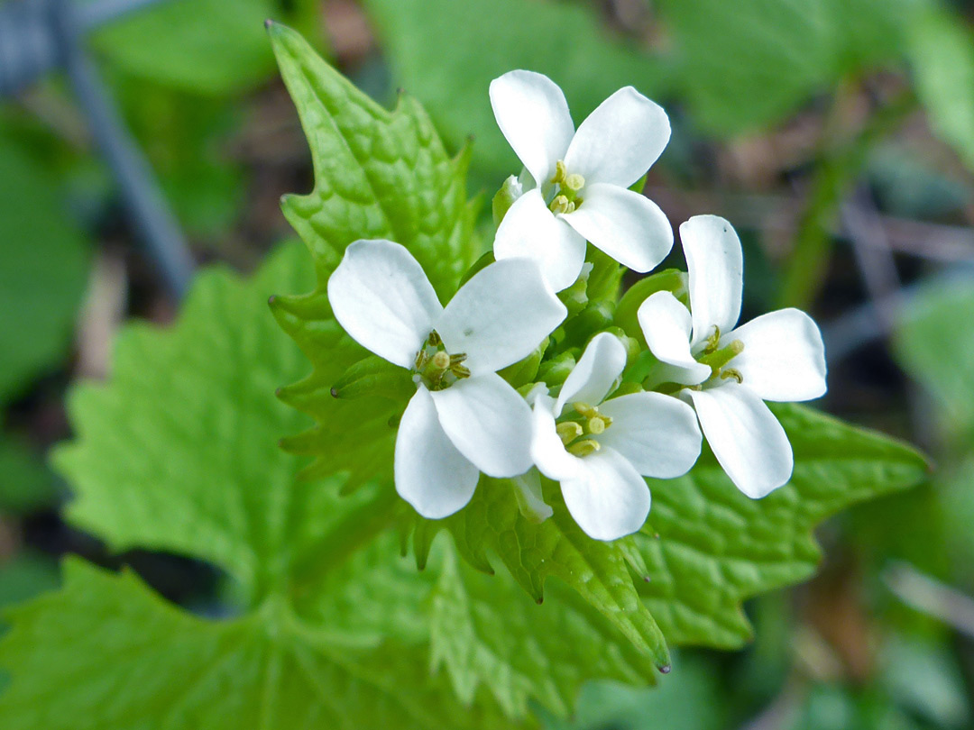 Four white flowers