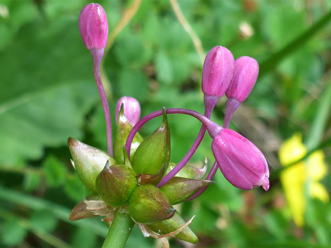 Four pink flowers