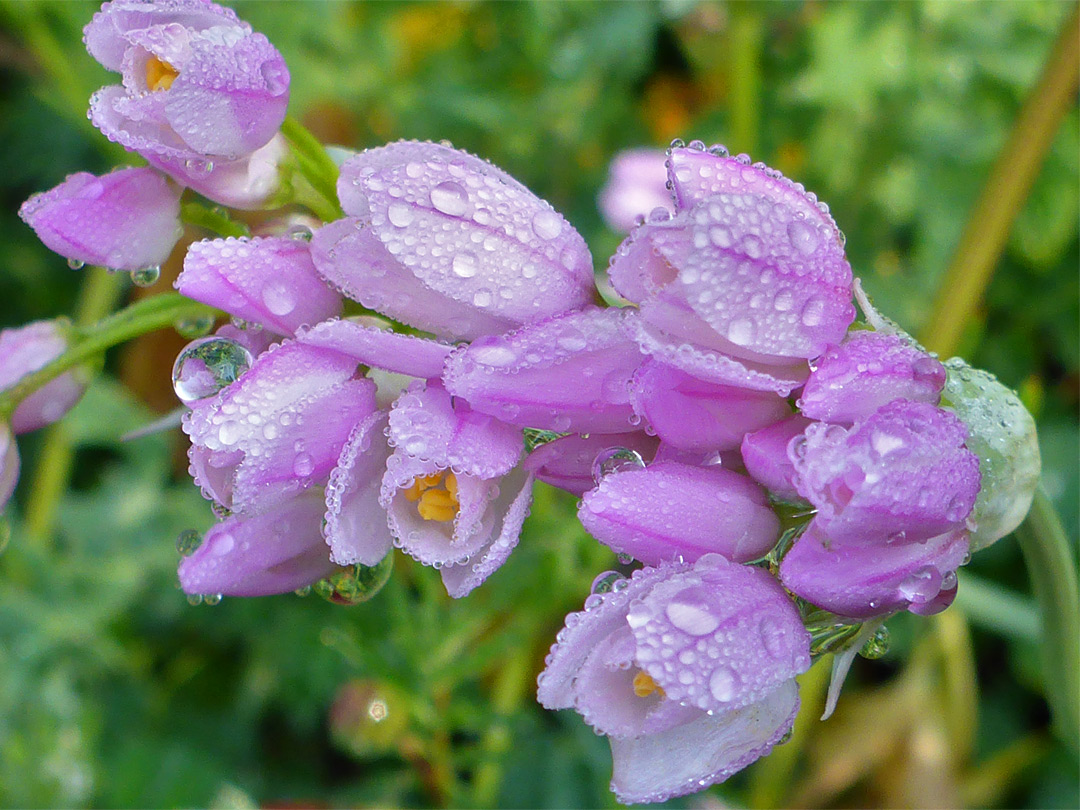 Dewdrops on flowers