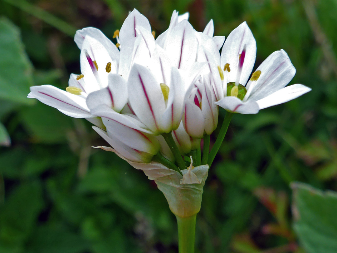 Developing flower cluster