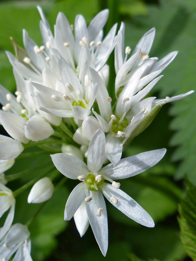 Flower cluster