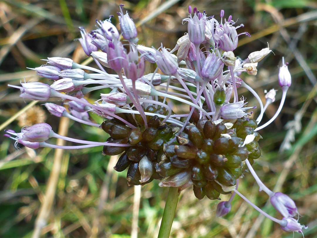 Long-stalked flowers