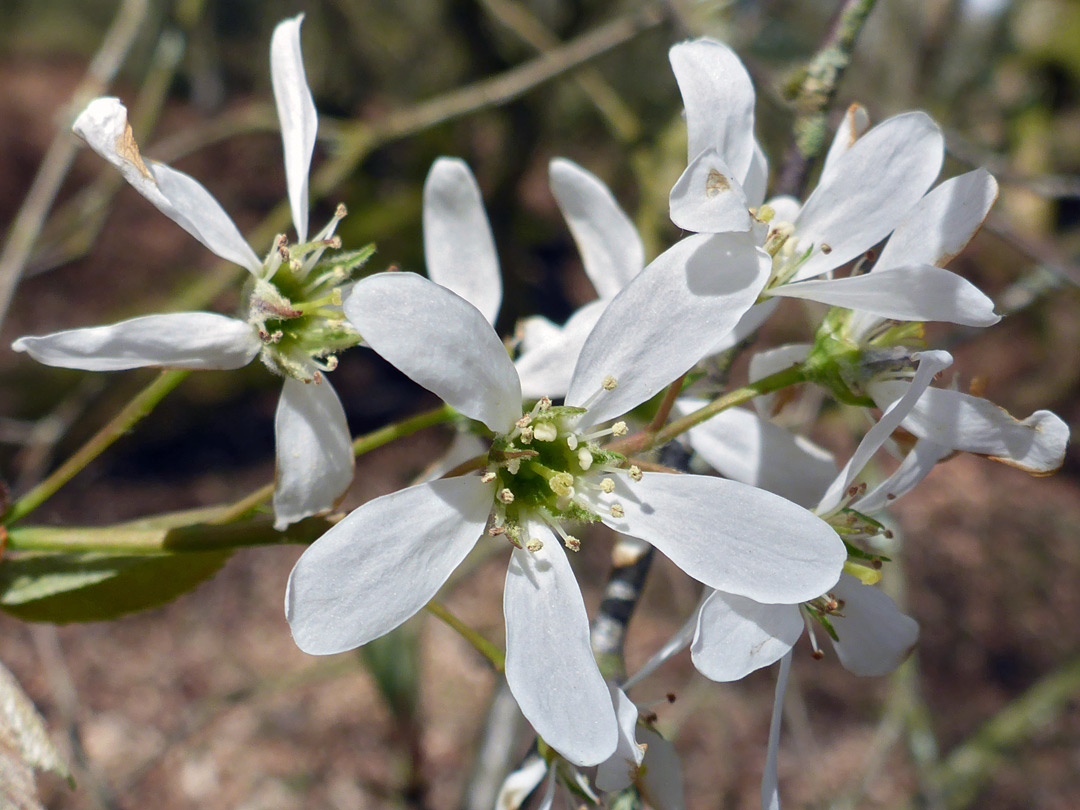 White flowers