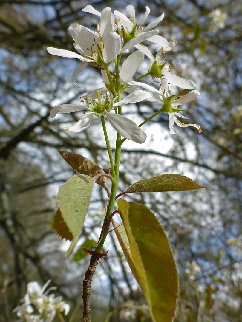 Leaves and flowers