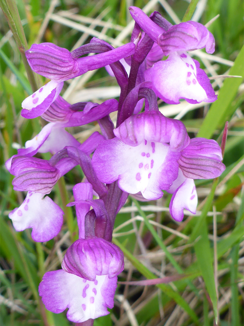 Green-winged orchid