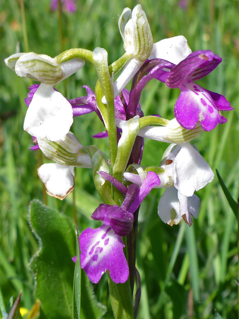 White and purple flowers