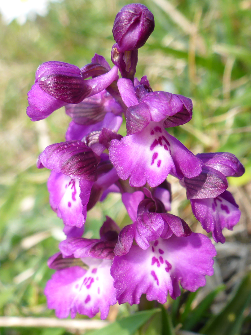 Purple-white flowers