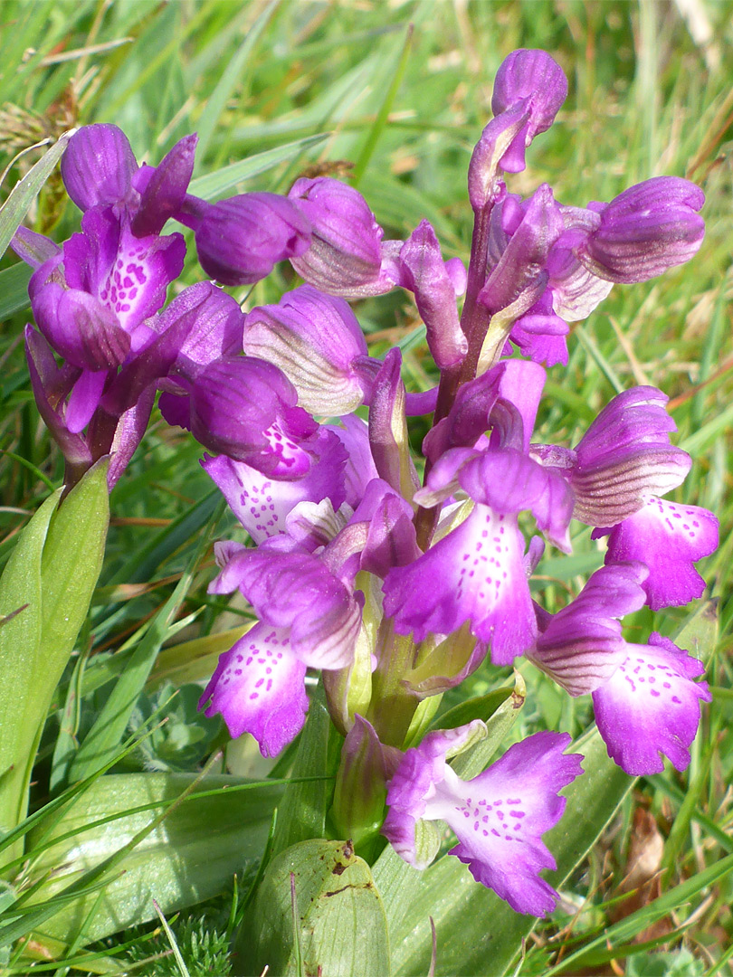 Clustered flowers