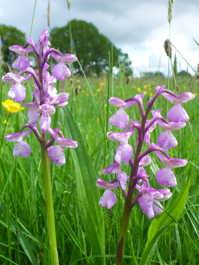 Two stems