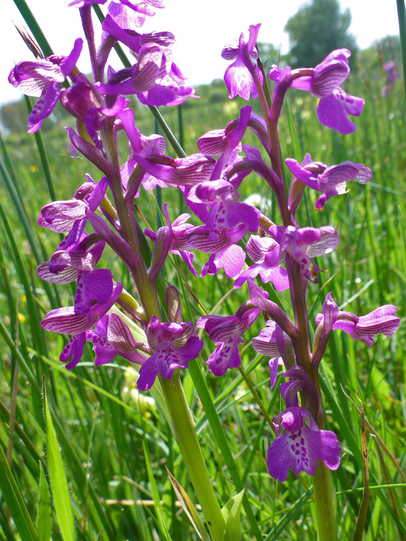 Two flowering stems